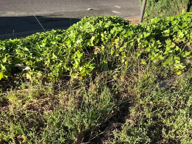 Affordable landscape installation in Medford, OR - Affordable Lawn Care