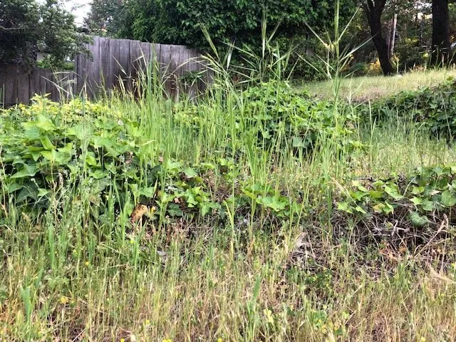 Affordable yard maintenance for outdoor upgrades in Medford, OR by Affordable Lawn Care