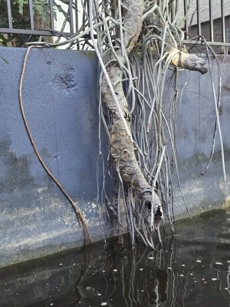 Expert lawn care service in Southeast Arcadia, FL - Affordable Lawn Cuts & HandyMan Services