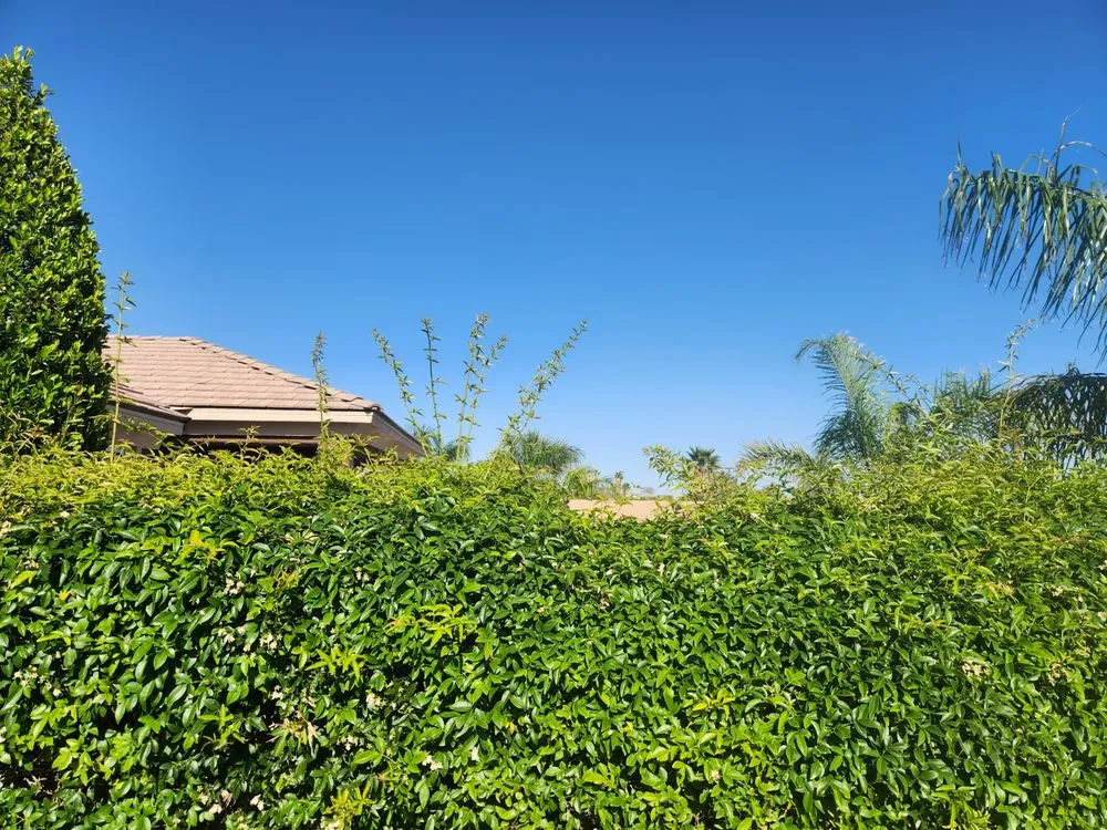 Professional yard cleanup service for residential properties in Las Vegas, NV by Affordable Lawn Maintenance