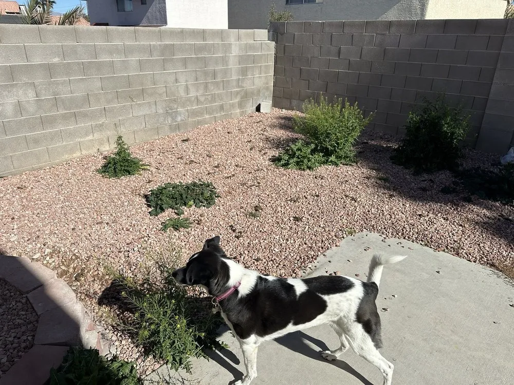 Professional residential landscaping for year-round maintenance in Las Vegas, NV by Affordable Lawn Maintenance