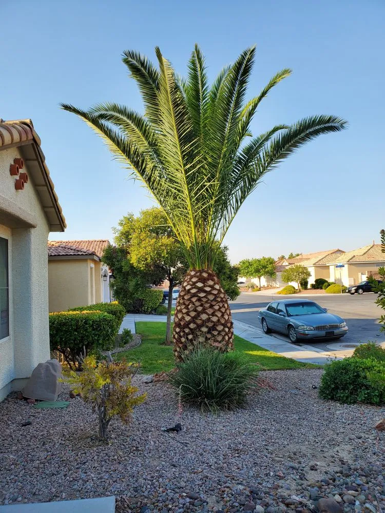 Reliable landscape installation for outdoor upgrades across Las Vegas, NV - Affordable Lawn Maintenance