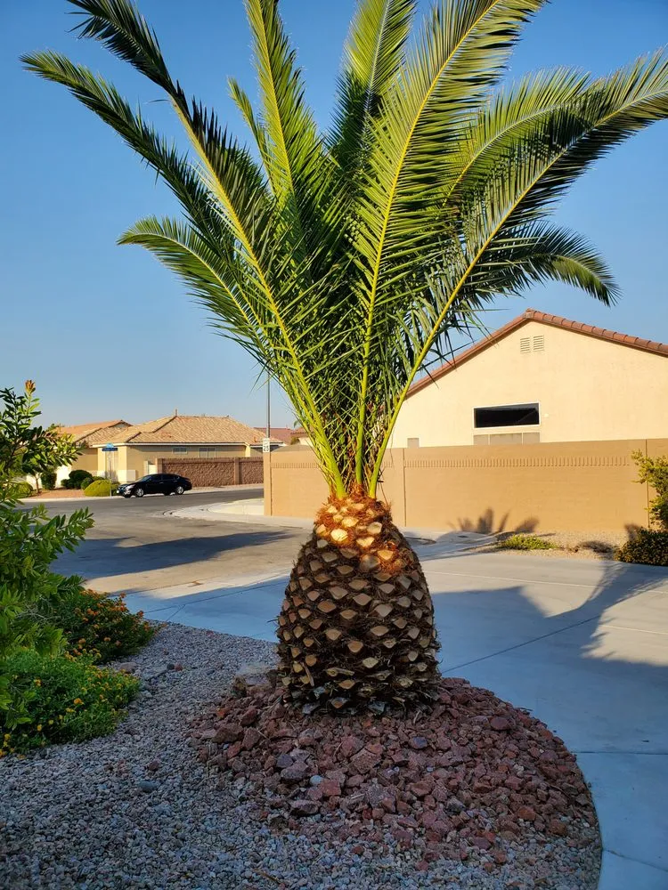 Trusted outdoor landscaping in Las Vegas, NV - Affordable Lawn Maintenance