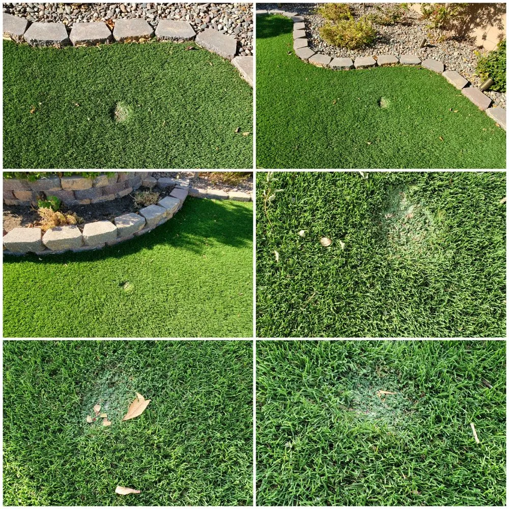 Professional landscaping services for year-round maintenance in Las Vegas, NV by Affordable Lawn Maintenance