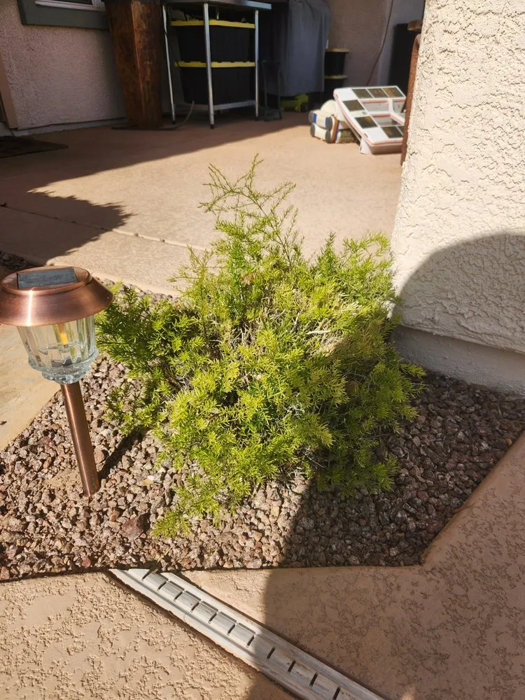 Reliable landscape installation in Las Vegas, NV by Affordable Lawn Maintenance