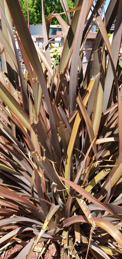 Reliable lawn mowing service for residential properties in Vacaville, CA by Affordable Lawn Service & Sprinkler Repair