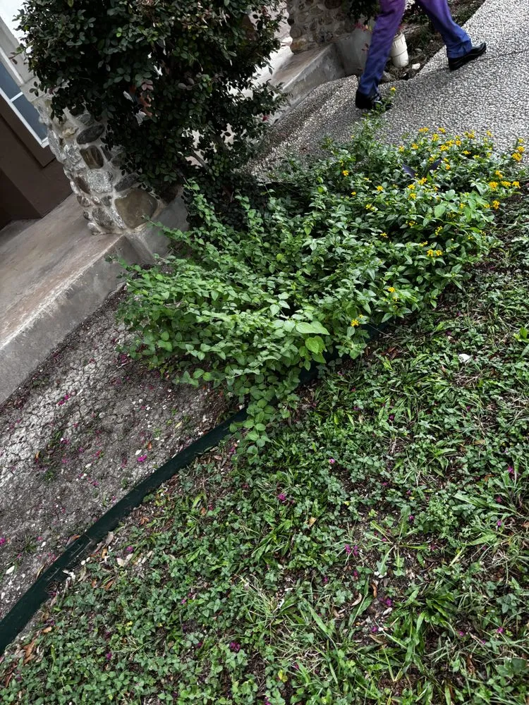 Affordable residential landscaping experts serving San Antonio, TX - Affordable Lawn Service