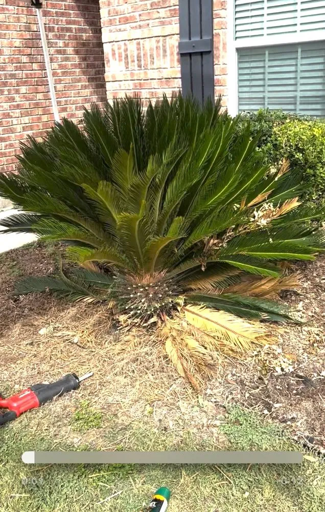 Top-rated landscaping services with custom design across San Antonio, TX - Affordable Lawn Service