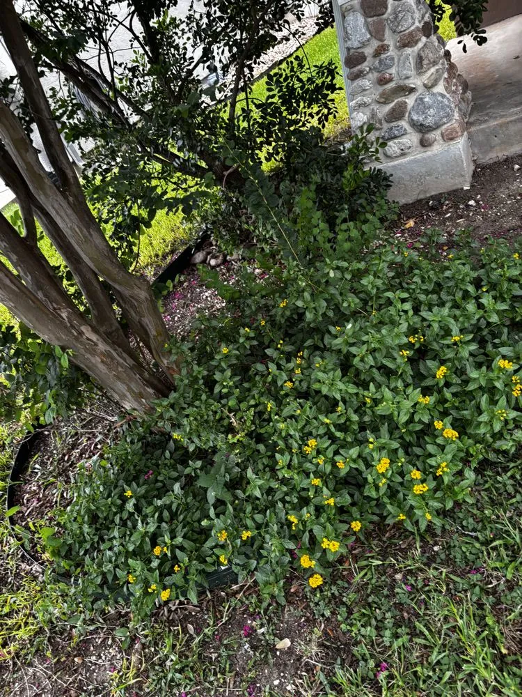 Professional residential landscaping in San Antonio, TX by Affordable Lawn Service