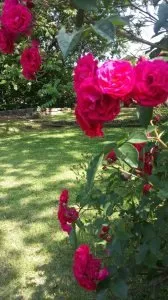 Expert lawn care service near you across Bessemer, AL - Affordable Lawncare