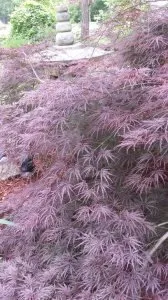 Trusted garden landscaping for year-round maintenance across Bessemer, AL - Affordable Lawncare