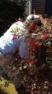 Professional lawn care service in Bessemer, AL by Affordable Lawncare