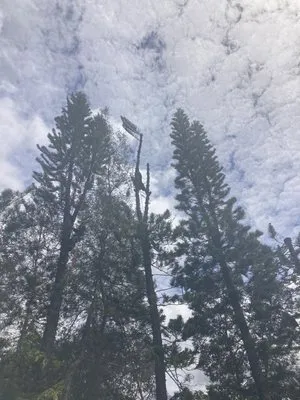 Affordable Maui Tree Trimming And Landscaping