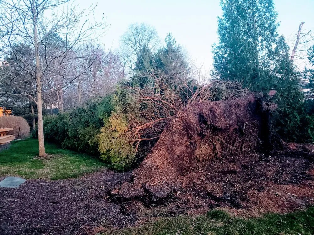 Top-rated lawn care service in Indianapolis, IN - Affordable Mowing Solutions