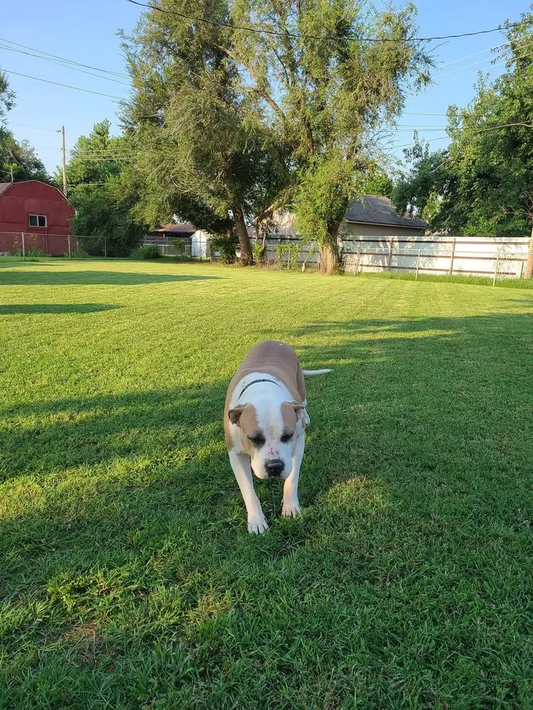 Expert outdoor landscaping in Yukon, OK - Affordable Mowing