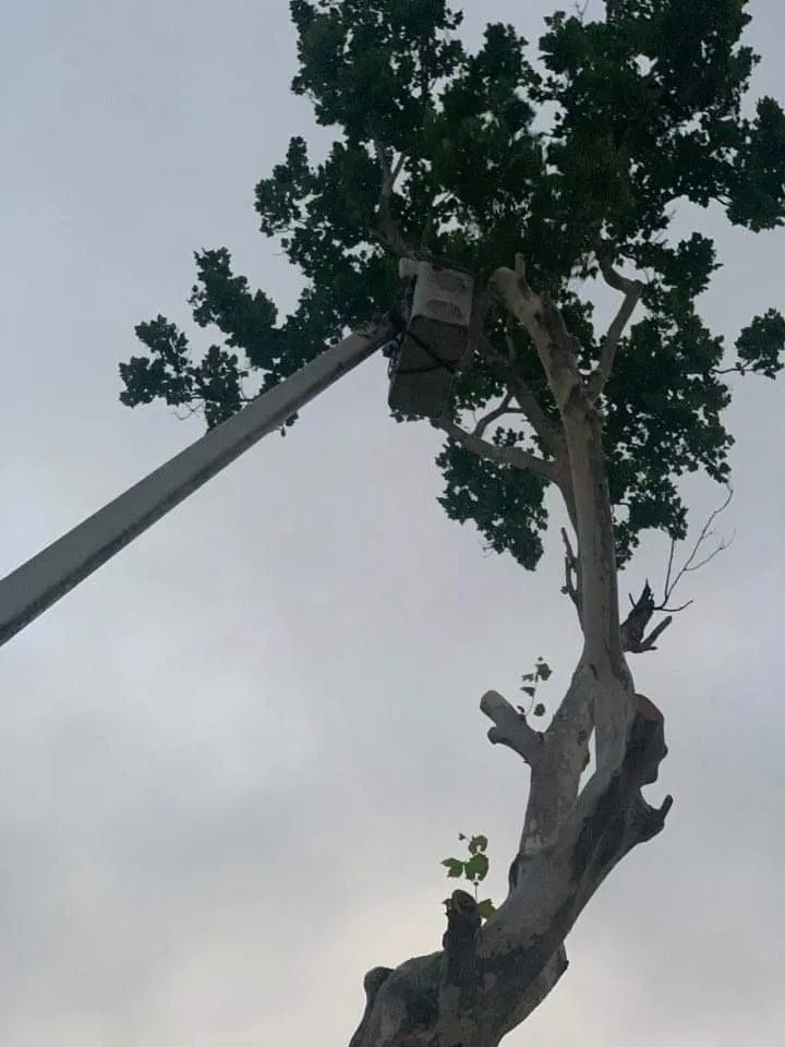 Top-rated landscape installation in Fort Smith, AR by Affordable Outdoor Services