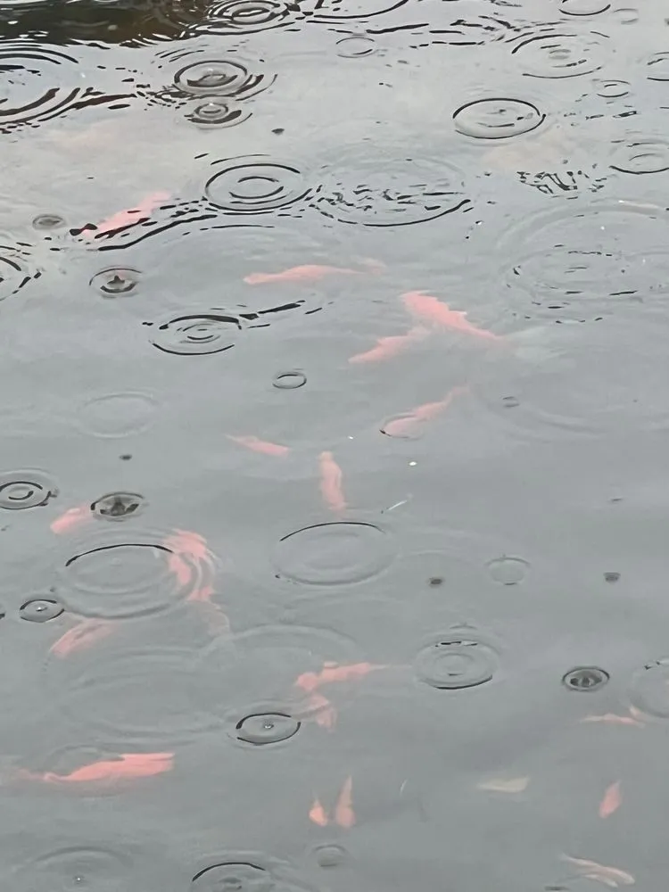 Trusted garden landscaping in Vancouver, WA - Affordable Ponds