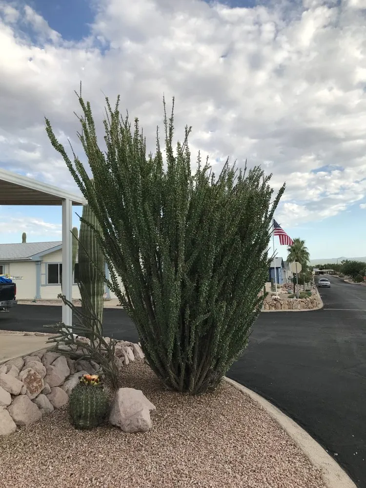 Custom yard cleanup service for beautiful yards across Tucson, AZ - Affordable Property Care