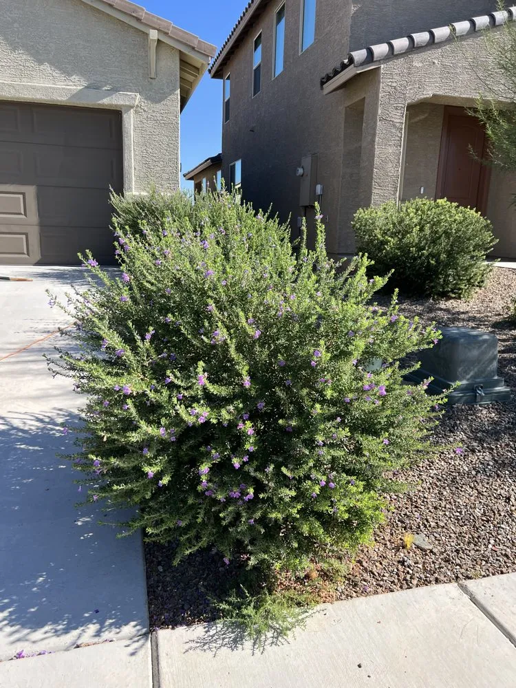 Reliable landscaping services for beautiful yards across Tucson, AZ - Affordable Property Care