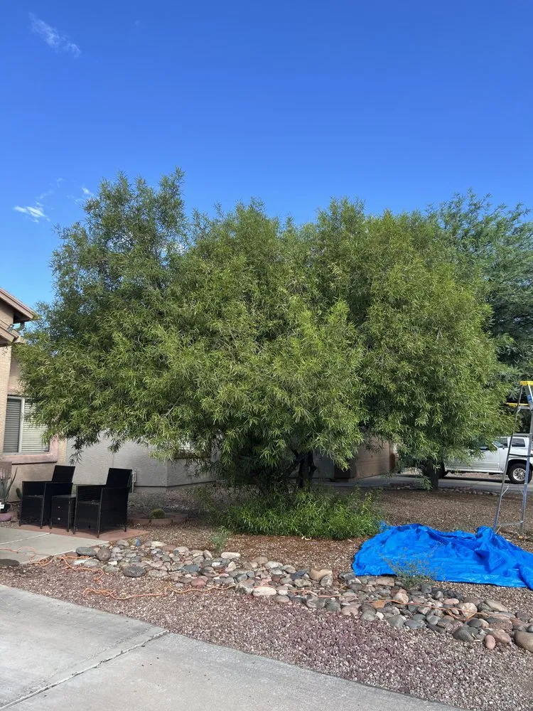 Custom yard cleanup service for homes across Tucson, AZ - Affordable Property Care