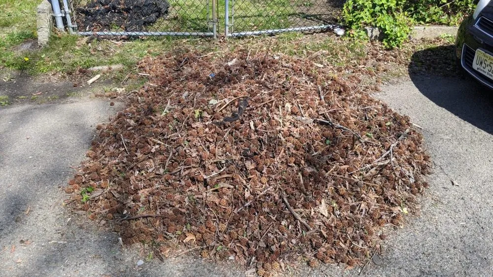 Affordable yard cleanup service experts serving Middletown, NJ - Affordable Senior Citizen Lawn Care