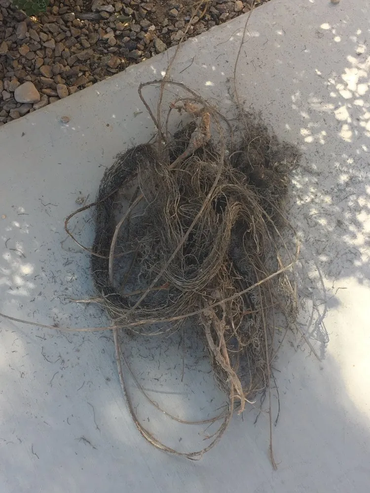 Custom outdoor landscaping experts serving Las Vegas, NV - Affordable Sprinkler Repair