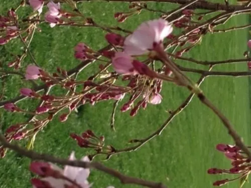 Professional yard maintenance experts serving Andover, KS - Affordable Sprinklers and Landscape Concepts