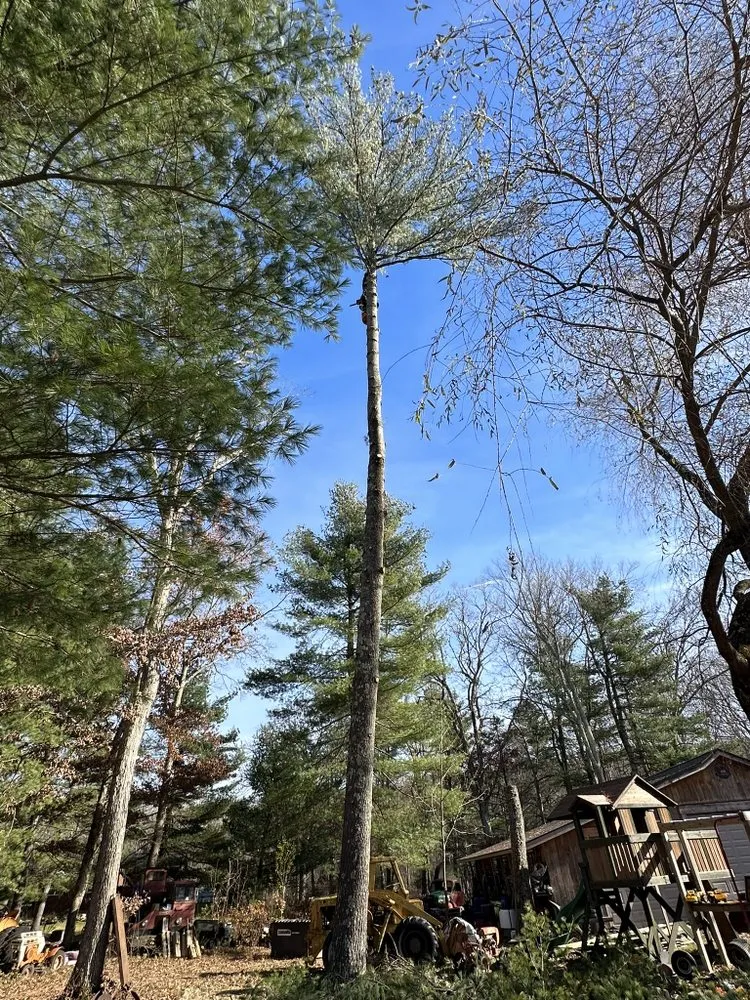 Reliable yard maintenance in West Warwick, RI by Affordable Stump Grinding and Property Management