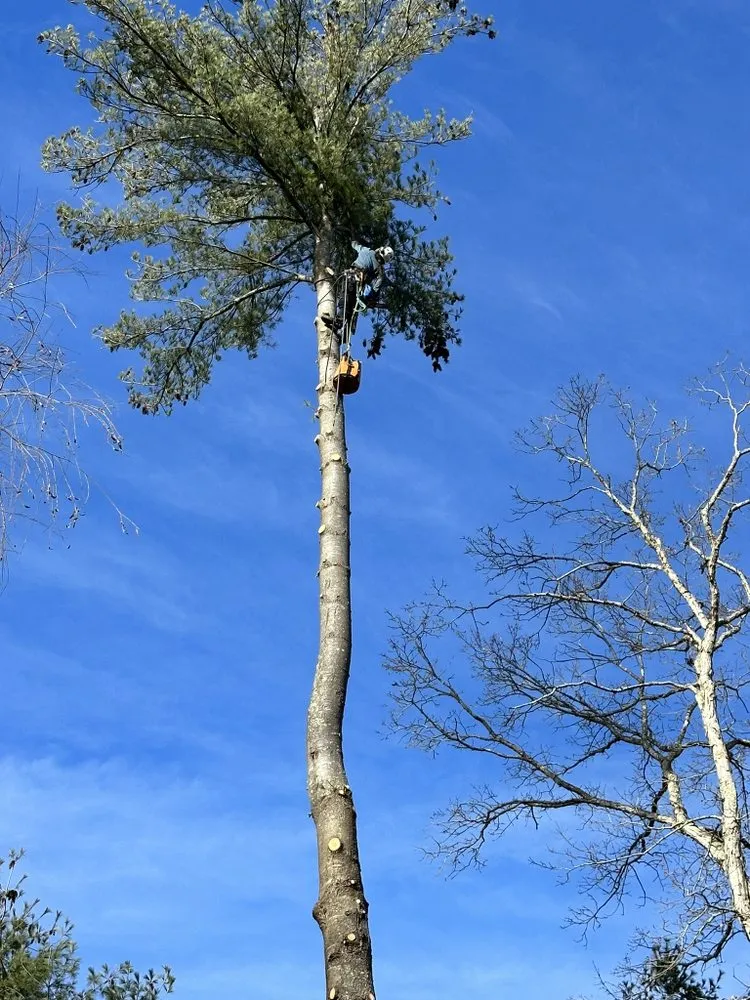 Professional yard cleanup service for homes in West Warwick, RI by Affordable Stump Grinding and Property Management
