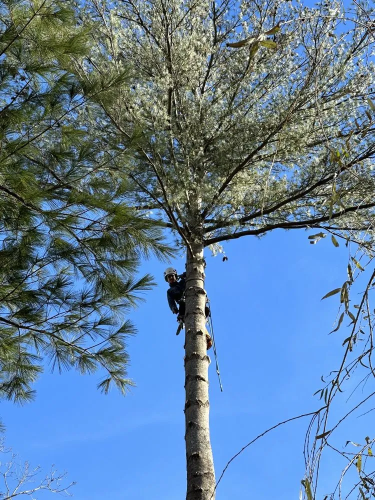 Trusted lawn mowing service experts serving West Warwick, RI - Affordable Stump Grinding and Property Management