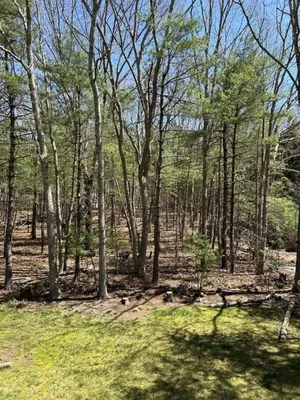 Affordable Stump Grinding and Property Management