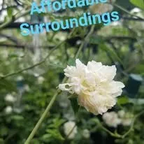 Local lawn care service in The Woodlands, TX by Affordable Surroundings Landscape