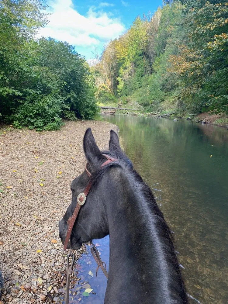 Local garden landscaping experts serving Olympia, WA - Affordable Tractorwork