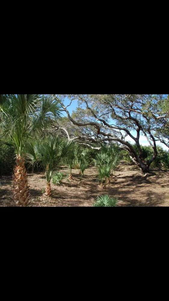 Professional lawn mowing service in St. Augustine, FL by Affordable Tree & Landscape