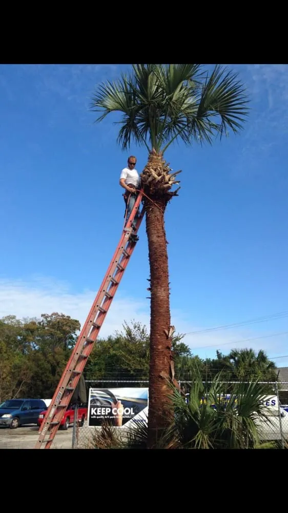 Trusted lawn care service for beautiful yards in St. Augustine, FL by Affordable Tree & Landscape