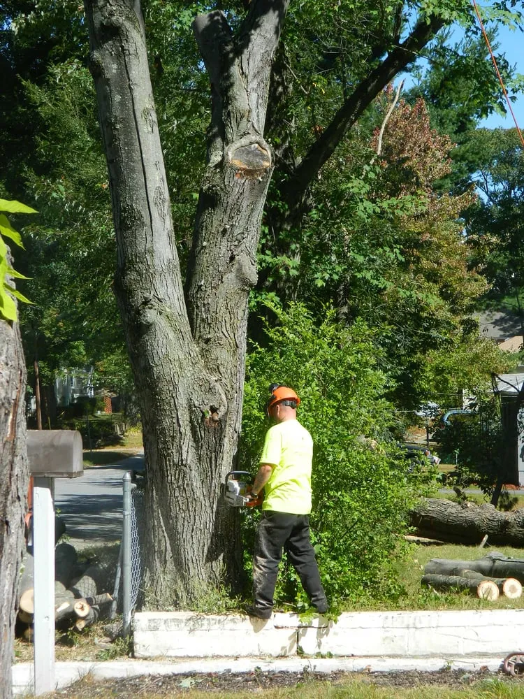 Local lawn mowing service for beautiful yards across Westminster, MA - Affordable Tree & Landscape