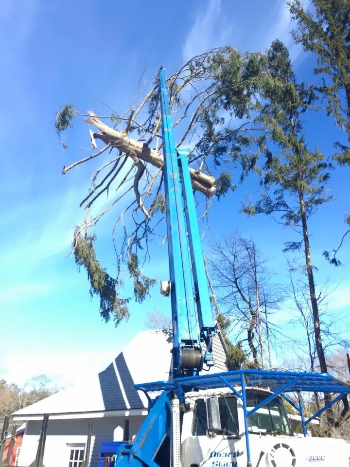 Expert yard maintenance for residential properties across Westminster, MA - Affordable Tree & Landscape