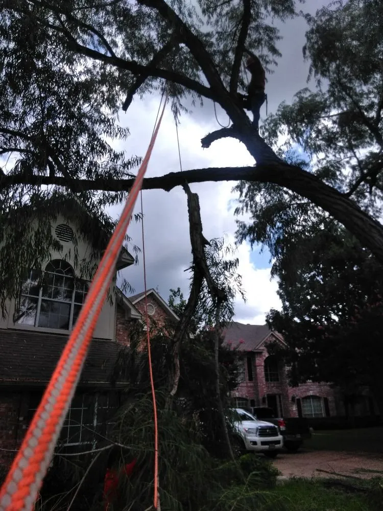 Custom residential landscaping in Austin, TX by Affordable Tree Care