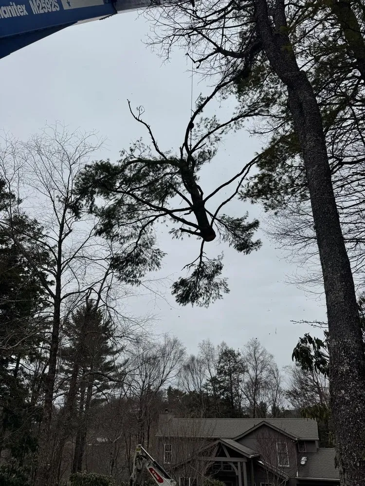 Trusted yard cleanup service in Burnsville, NC by Affordable Tree Care