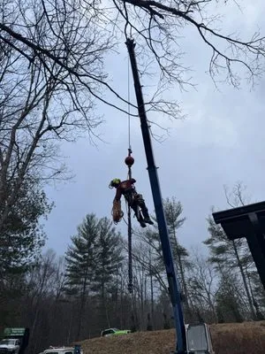 Affordable Tree Care