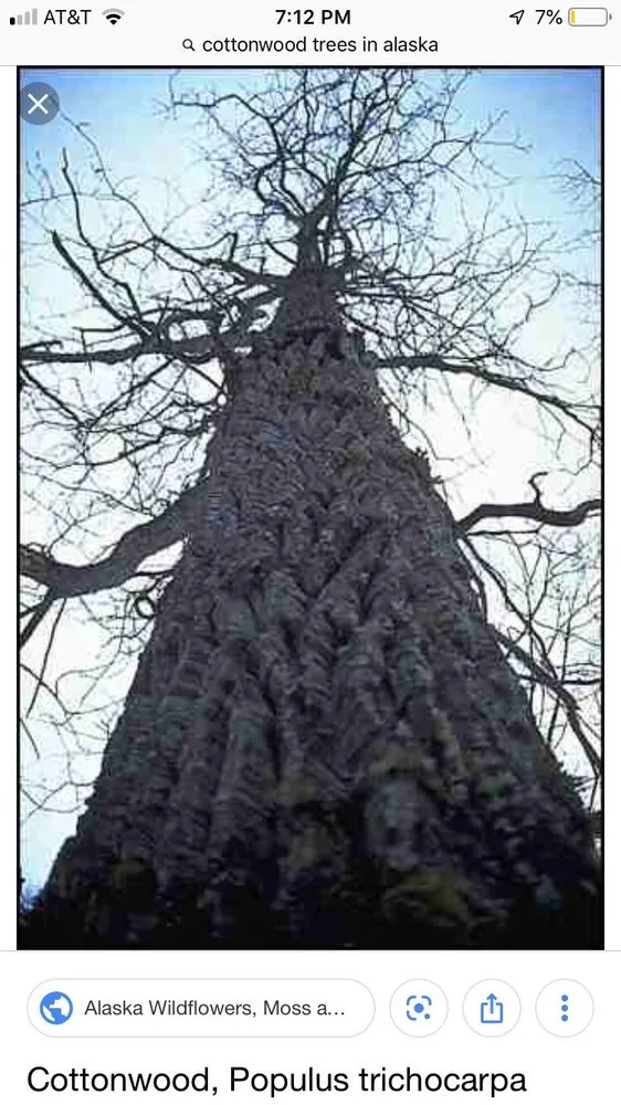 Affordable outdoor landscaping for year-round maintenance across Anchorage, AK - Affordable Tree Removal