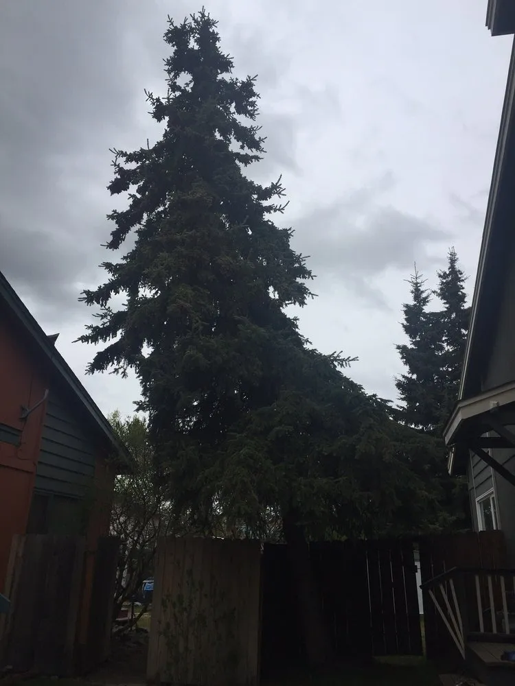 Trusted yard cleanup service for beautiful yards in Anchorage, AK by Affordable Tree Removal