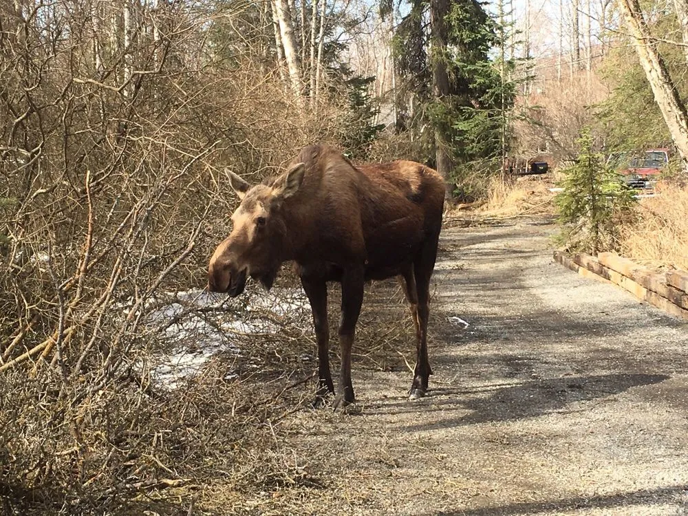 Affordable landscape installation for residential properties across Anchorage, AK - Affordable Tree Removal