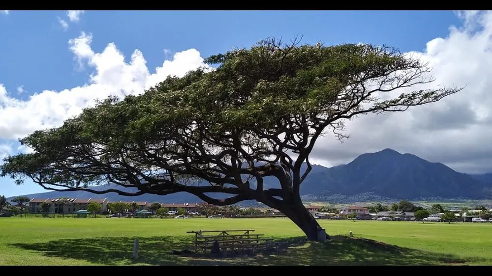 Custom lawn mowing service for outdoor upgrades in Anchorage, AK by Affordable Tree Removal