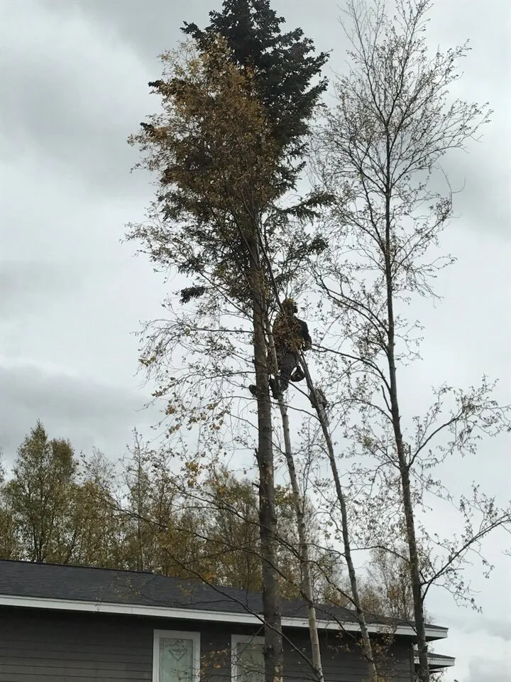 Local landscape design in Anchorage, AK by Affordable Tree Removal