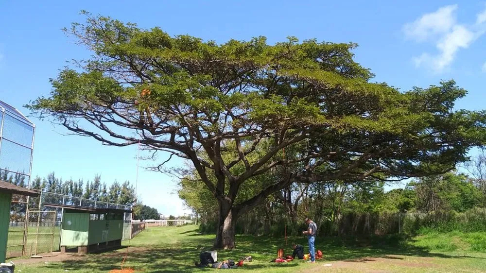 Reliable yard cleanup service for homes across Anchorage, AK - Affordable Tree Removal