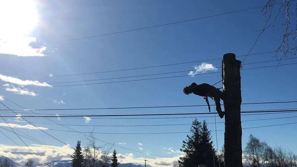 Custom landscape design experts serving Anchorage, AK - Affordable Tree Removal