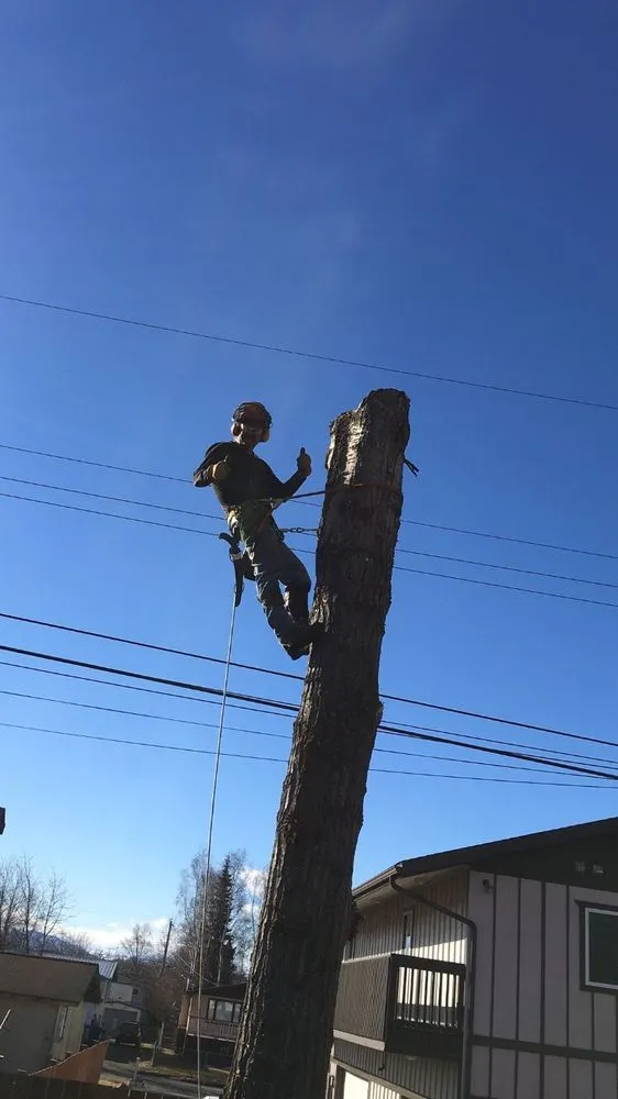 Professional landscape design for year-round maintenance across Anchorage, AK - Affordable Tree Removal