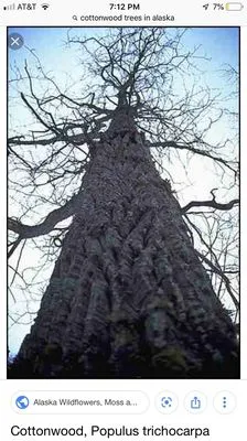 Affordable Tree Removal Logo