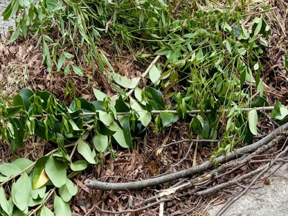 Reliable garden landscaping for residential properties in Fort Walton Beach, FL by Affordable Tree Service and Landscape Company